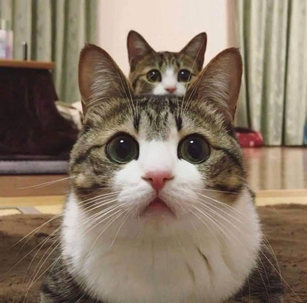one cat behind another
