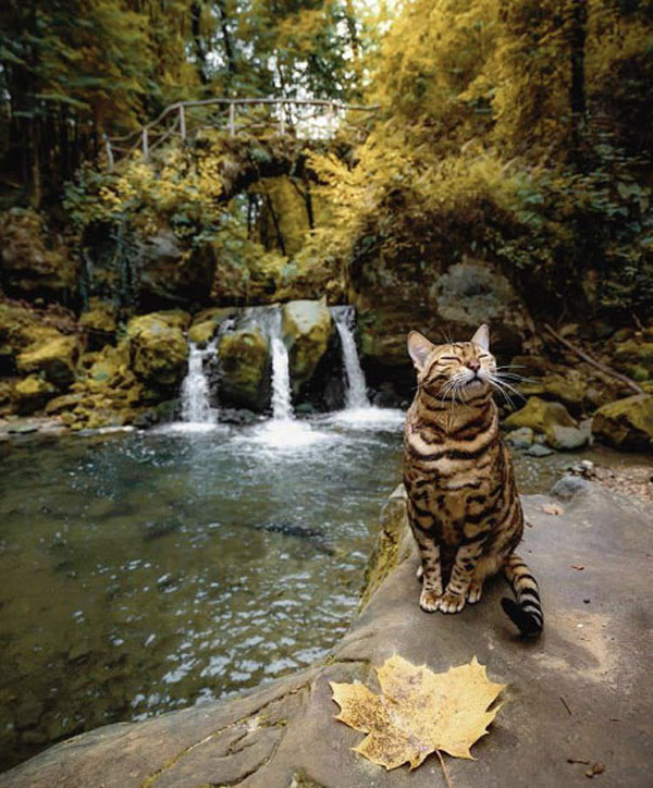 cat by a waterfall