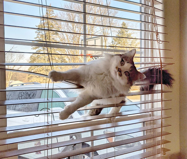 cat caught in blinds
