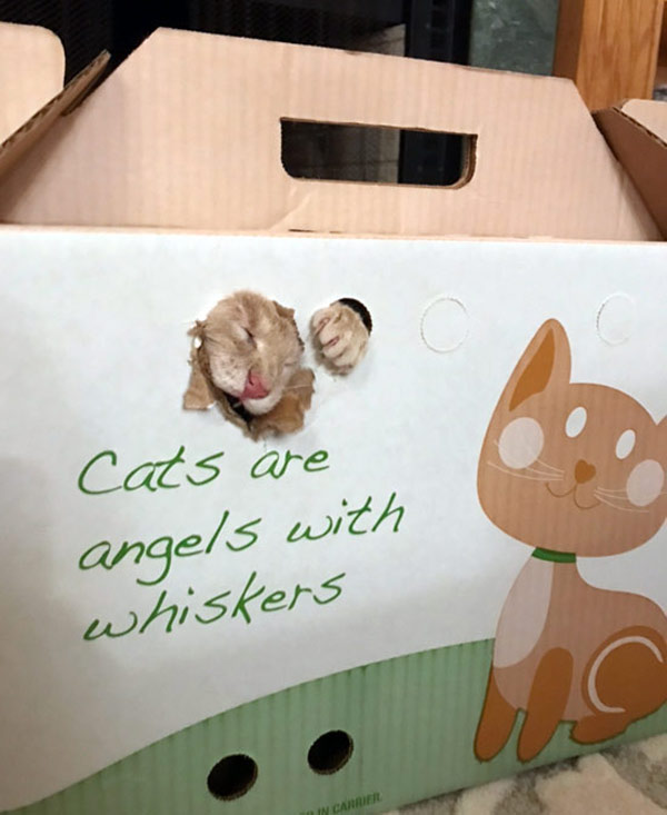 cat chews box