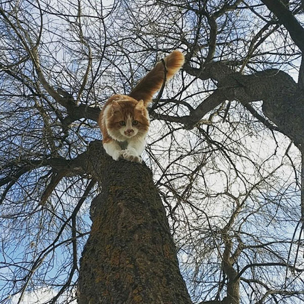  cat coming down tree