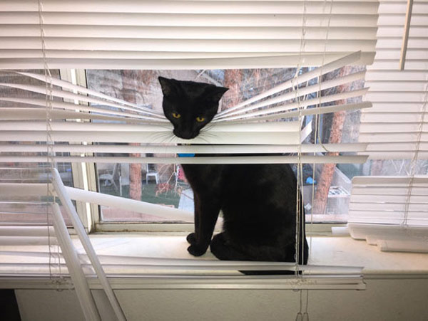 cat destroys blinds