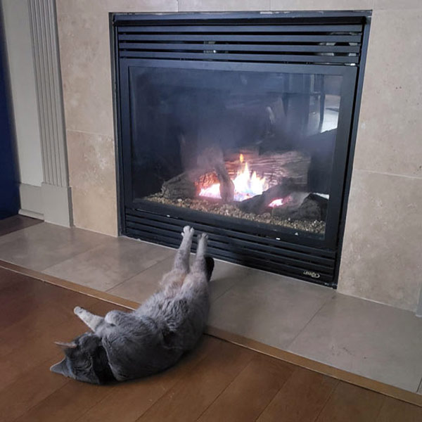 cat by the fire awning