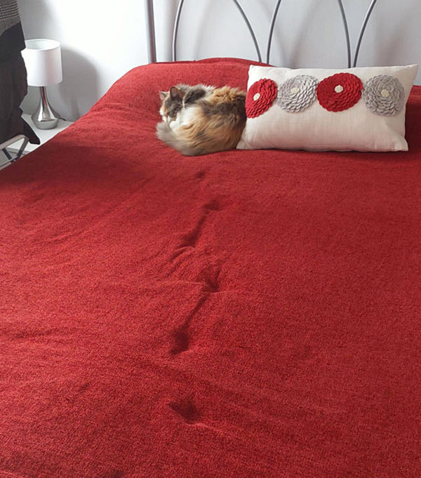 tiny cat footprints on bed