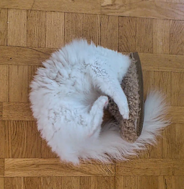 cat with head in slipper