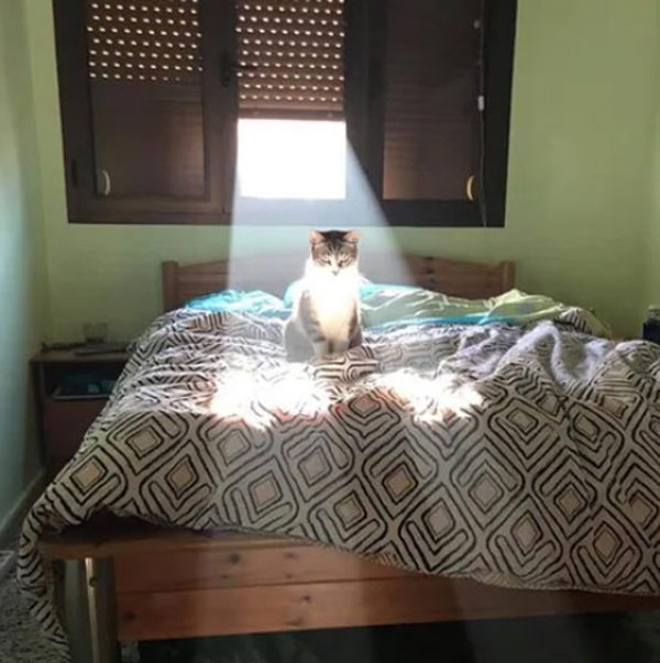 cat in a sunbeam