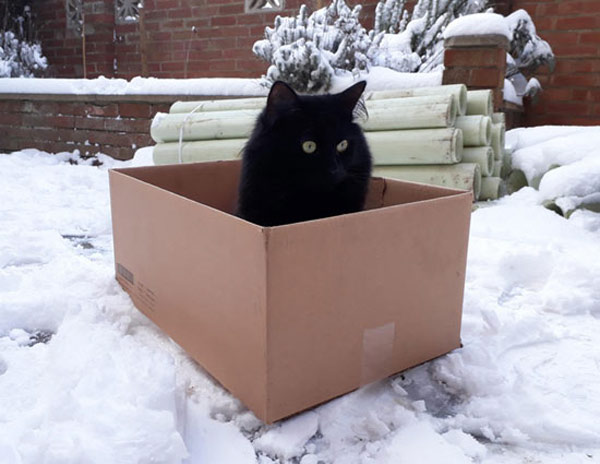 cat in box in snow
