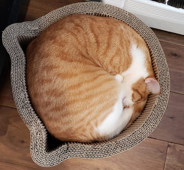 cat sleeping in cat shaped bed