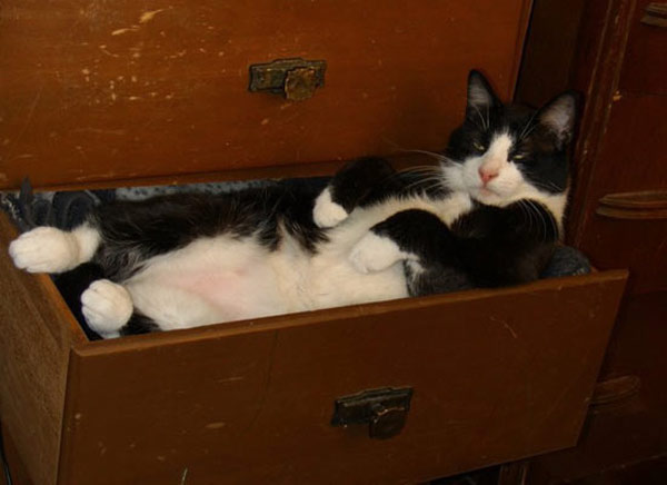 cat in filinf cabinet