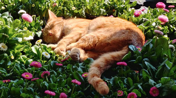 cat sleeping in grass