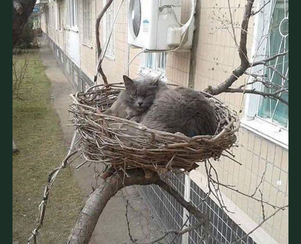 cat in bird's nest