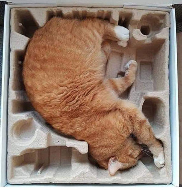 packaged cat