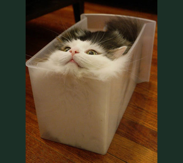 cat in plastic container