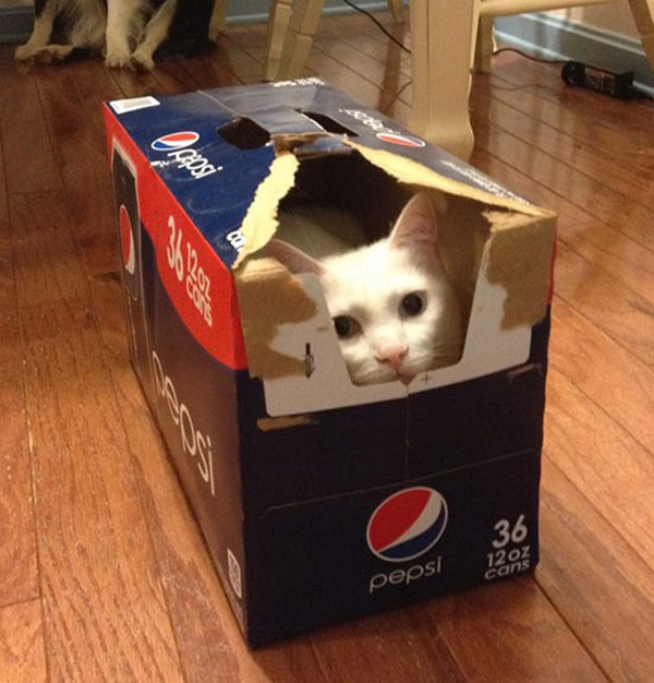 cat hiding in soda box