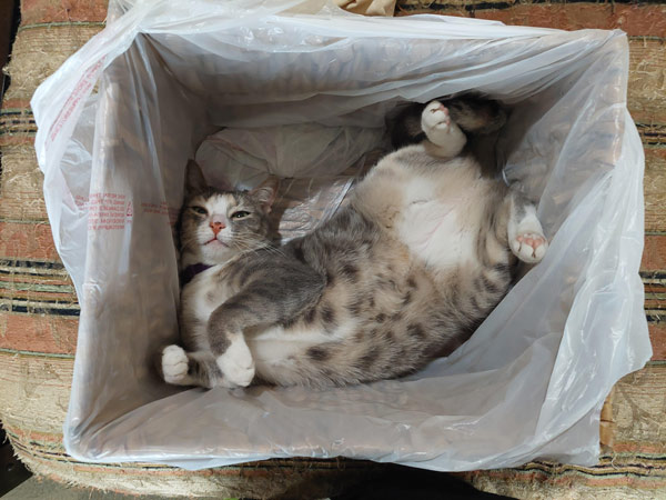 cat in trash can
