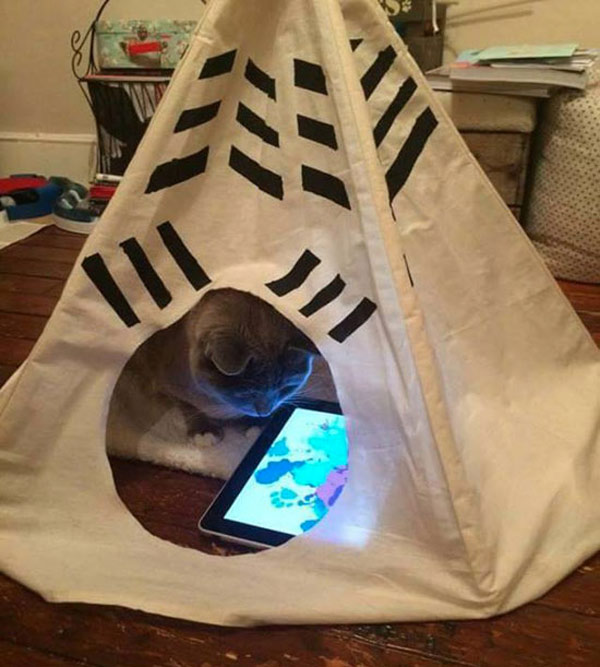 cat in yurt