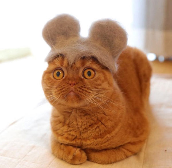 cat with mouse ear cap