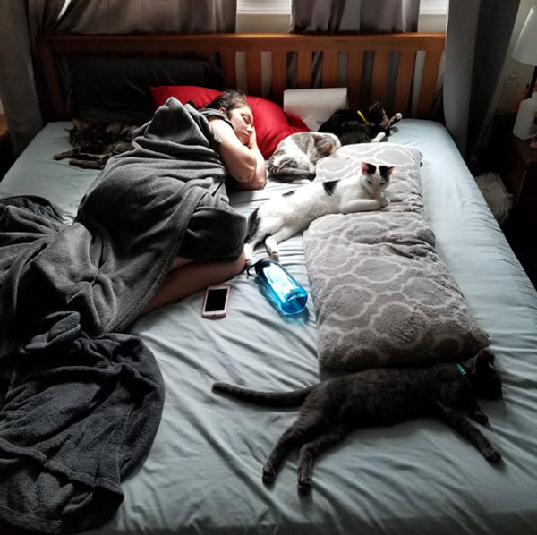 cats and people napping