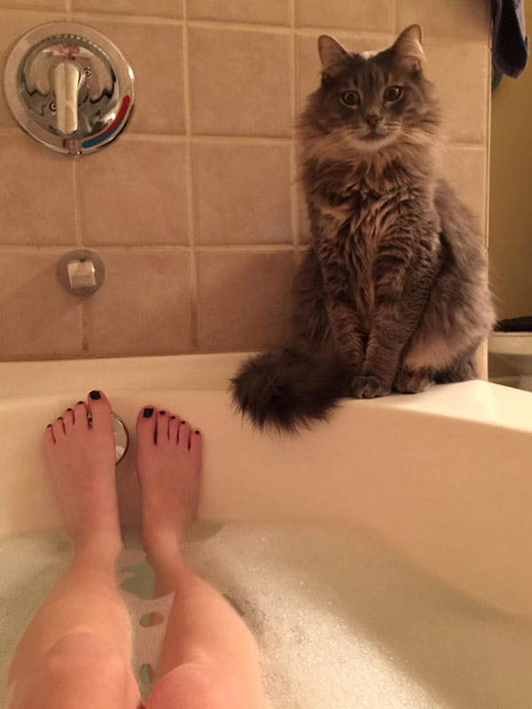 cat on edge of bat tub
