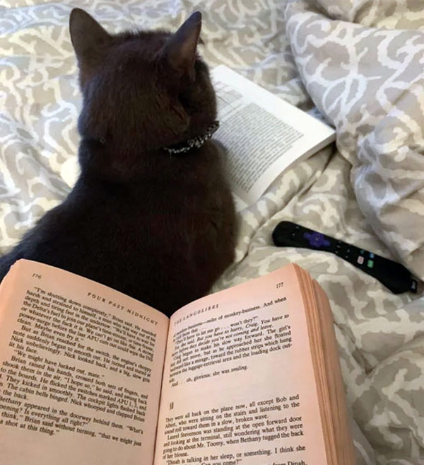 cat on book