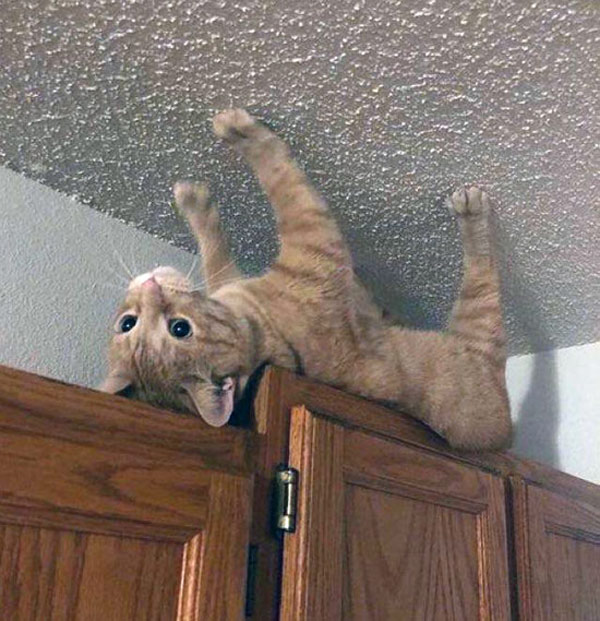 cat on ceiling