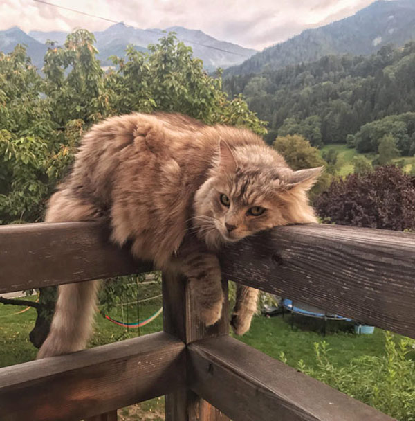 cat on fence rail