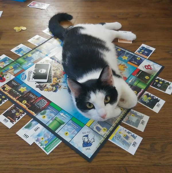 cat on game board