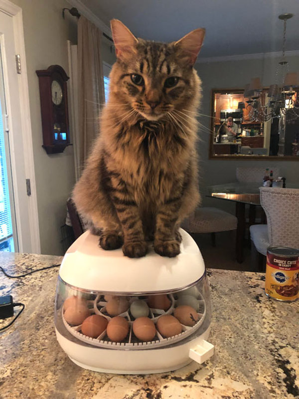 cat on egg incubator