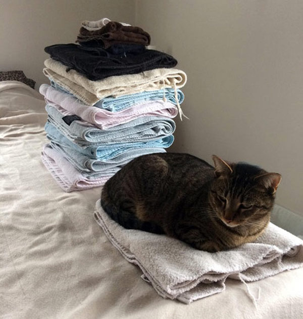 cat on towels