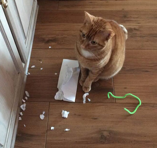 cat shred mail cat