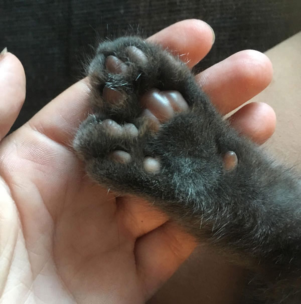cat with extra toes paw