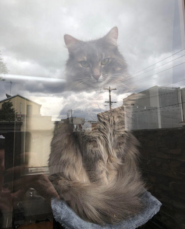 cat with reflection