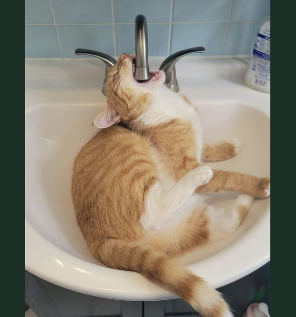 cat biting sink faucet