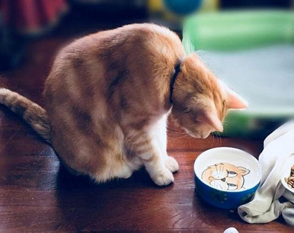 cat looks in food bowl