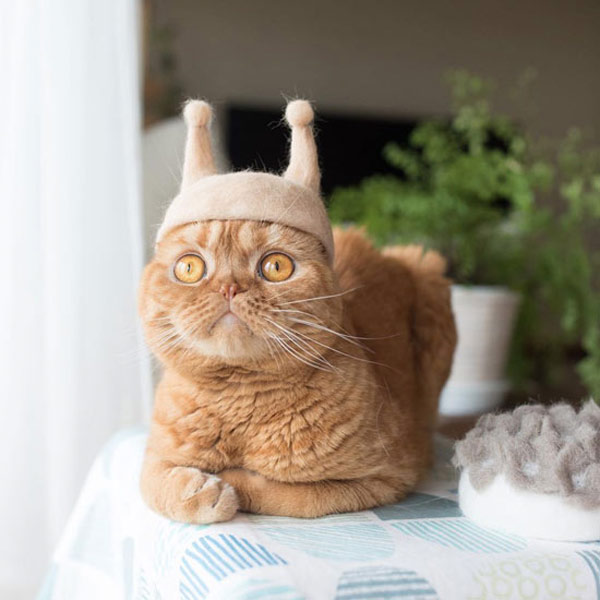 cat with antenna hat