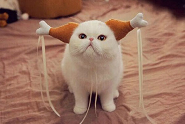 cat with drumstick ears