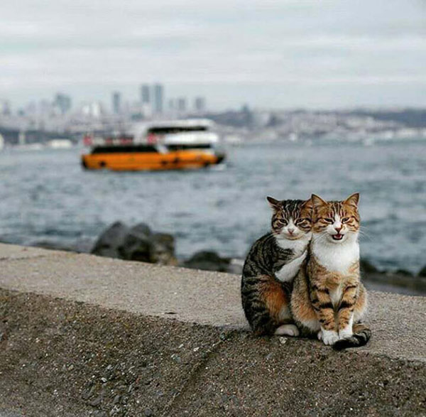 two cats on a seawall
