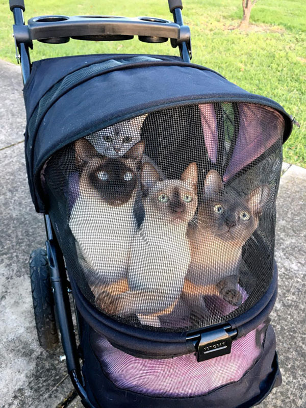 cats in baby carriage