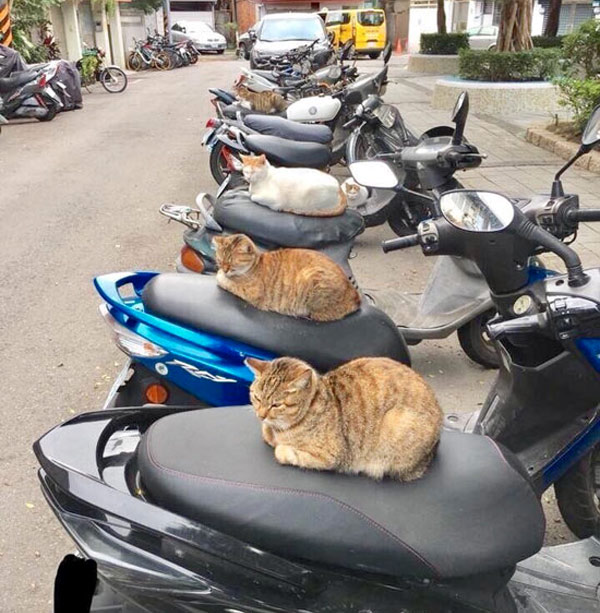 cats sleeping on motorcycles