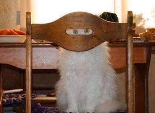 white cat looking through chair