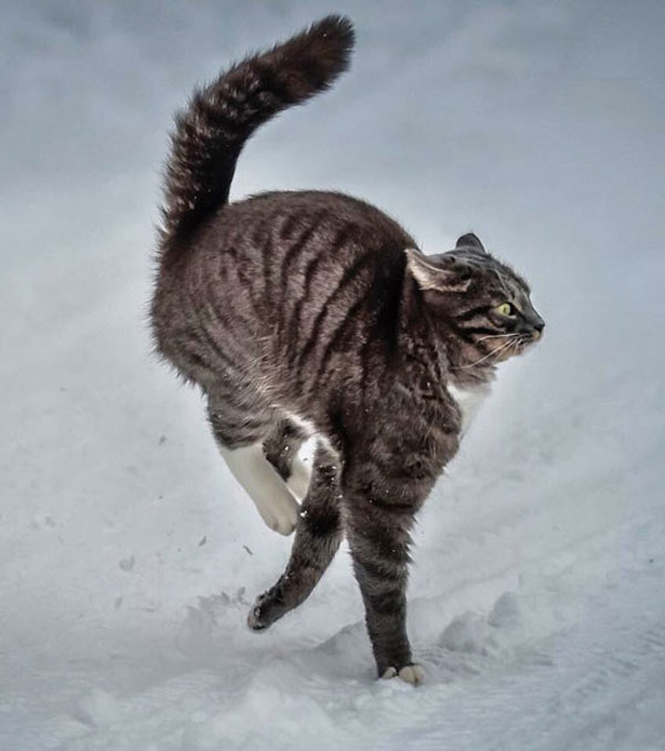 cold snow cat