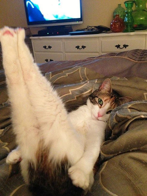 cat with legs in the air