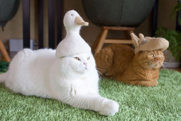 cat with duck hat