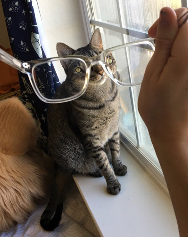 eyeglasses cat