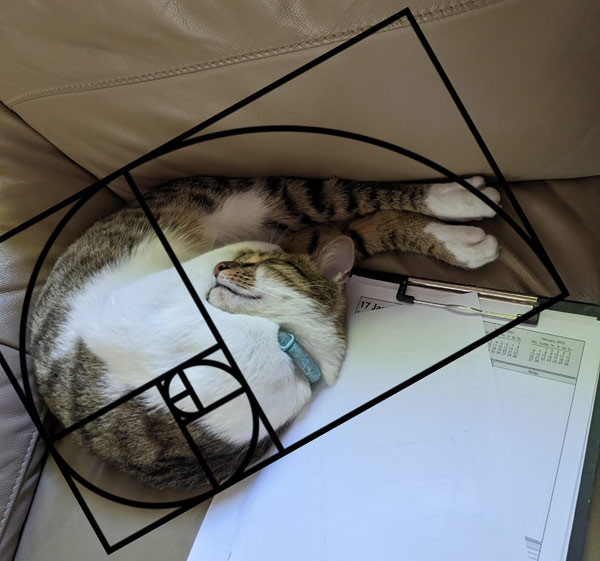 fibonacci cat