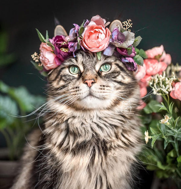 cat with flowers in hair