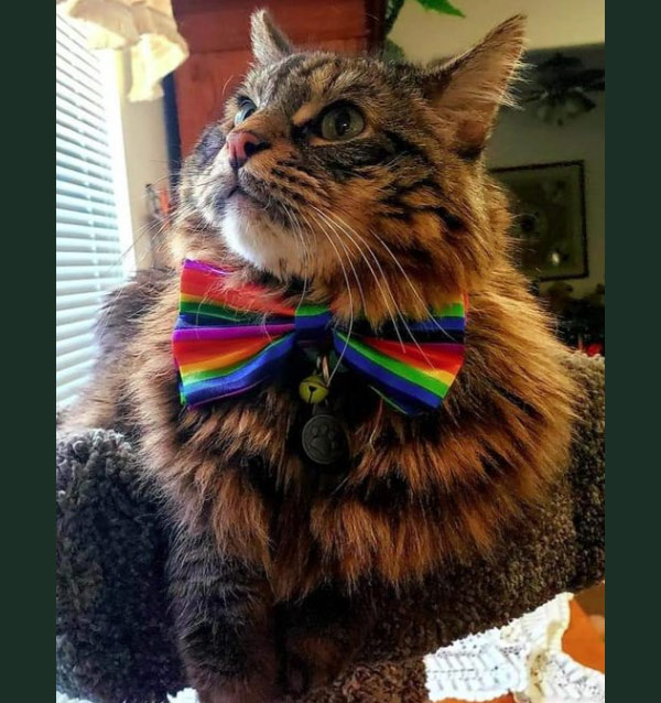 cat with rainbow bow tie