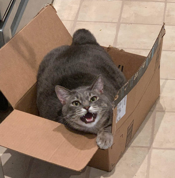 happy cat in box