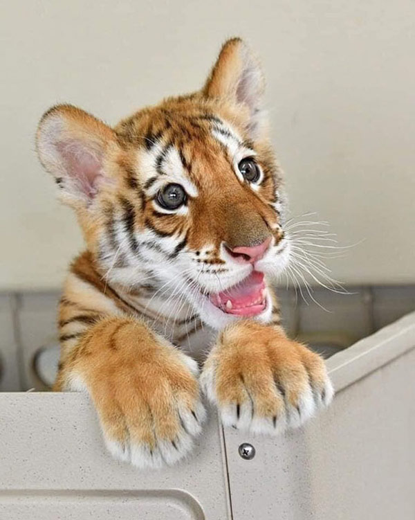 happy tiger cub