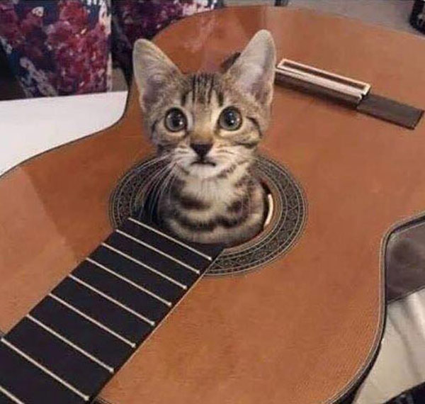 kitten in guitar hole